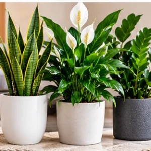 Air Purifying Plants