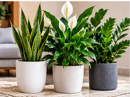 Air Purifying Plants