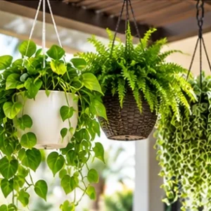 Hanging Plants