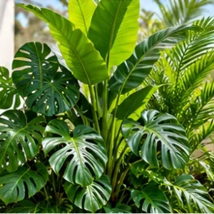 Tropical Plants