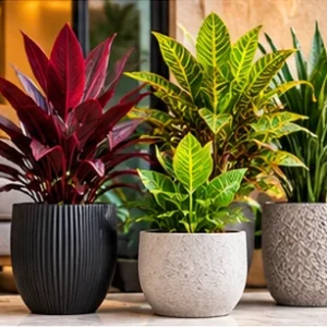 Decorative Plants