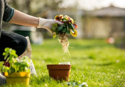 Gardening Services in Dubai