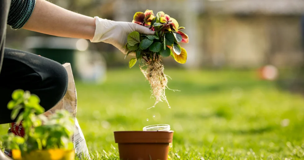 Gardening Services in Dubai