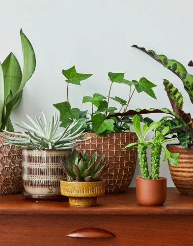 Indoor Plants Service