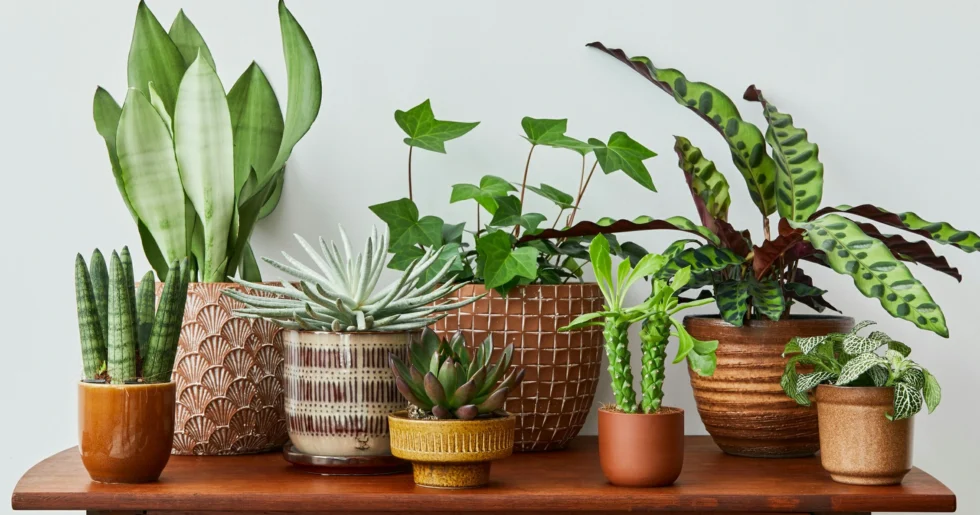 Indoor Plants Service