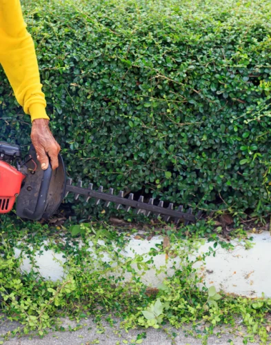 Landscape Maintenance Service