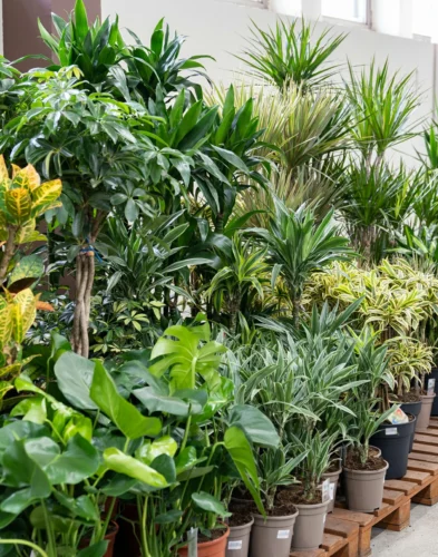 Outdoor Plants Service Dubai