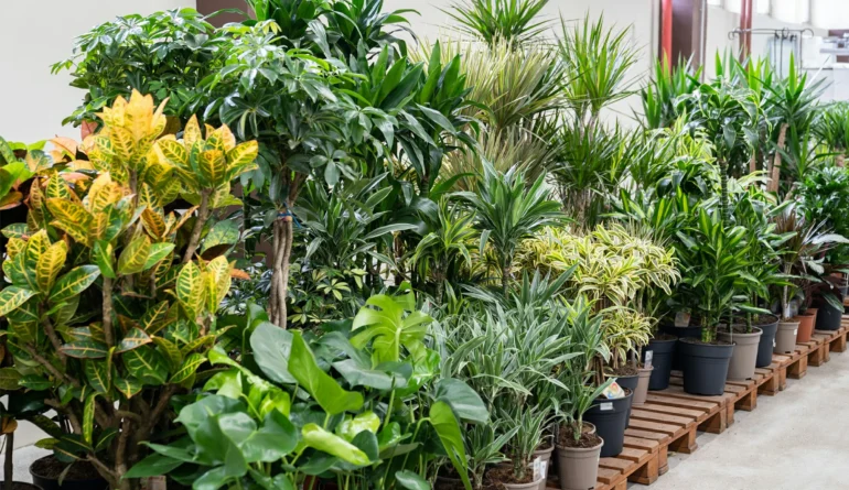 Outdoor Plants Service Dubai