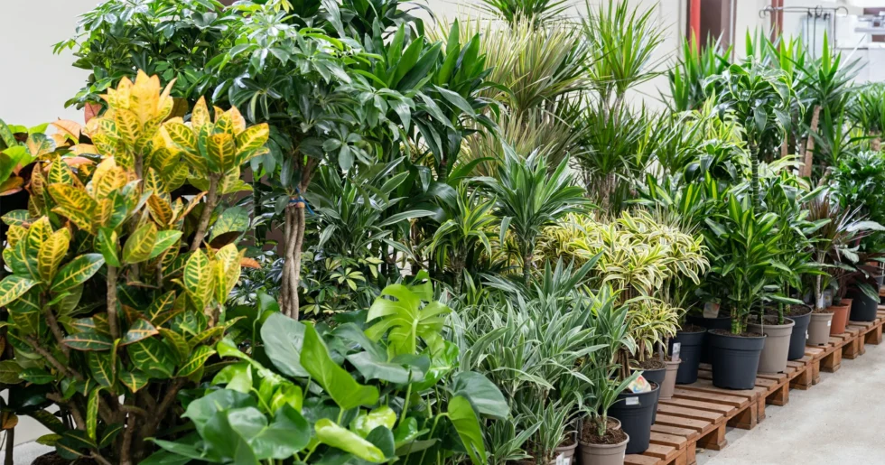 Outdoor Plants Service Dubai